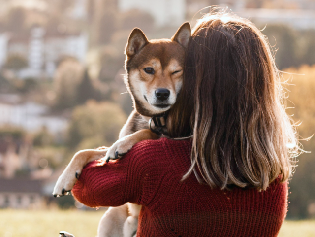13 Breeds That Love Their Owners More Than Life Itself